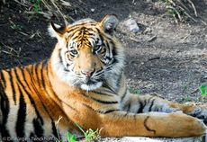 Tiger (9 von 10).jpg
